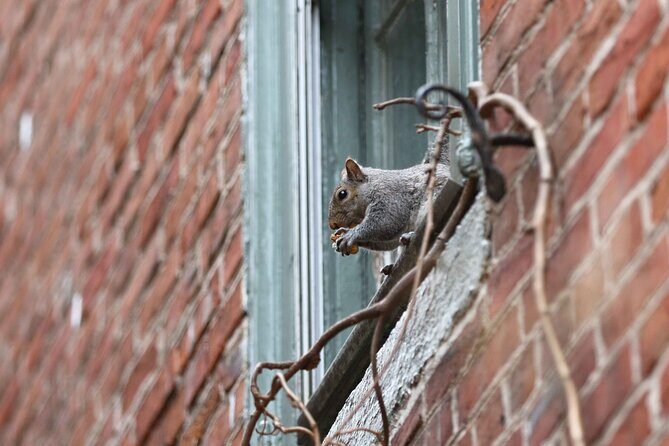 Philadelphia Walking Tour: A Lot of Colonial Nonsense - Why this short 2-hour walk can feel like a reset button