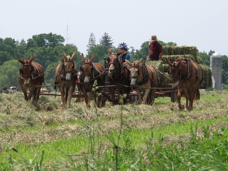 Private Lancaster County Amish Tour from Philadelphia - A Lancaster County day that starts with one-on-one guidance
